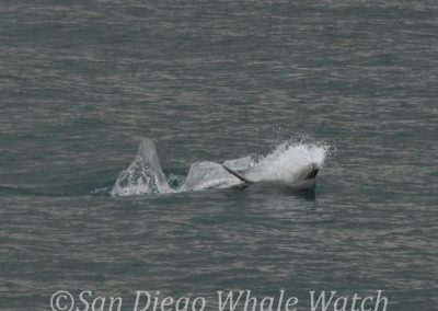 DSC 0748 1 | San Diego Whale Watch 1