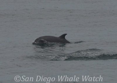 DSC 0755 1 | San Diego Whale Watch 3