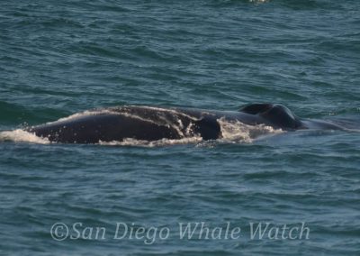 DSC 0762 1 | San Diego Whale Watch 19