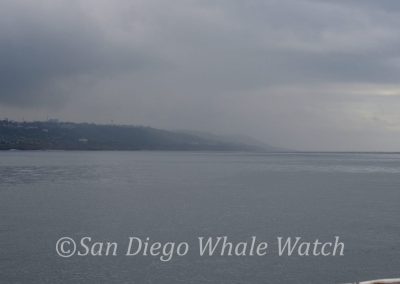 DSC 0763 1 | San Diego Whale Watch 5
