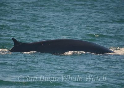 DSC 0769 1 | San Diego Whale Watch 21