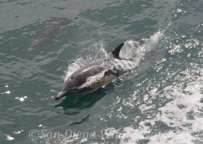 DSC 0770 1 1 | San Diego Whale Watch 23