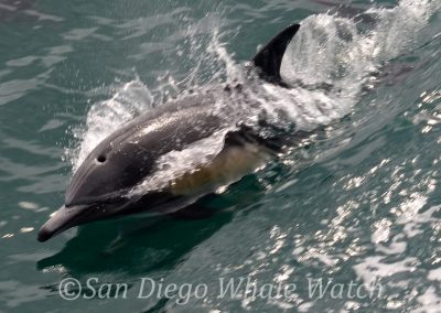 DSC 0770 2 | San Diego Whale Watch 7