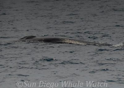 DSC 0811 1 | San Diego Whale Watch 15