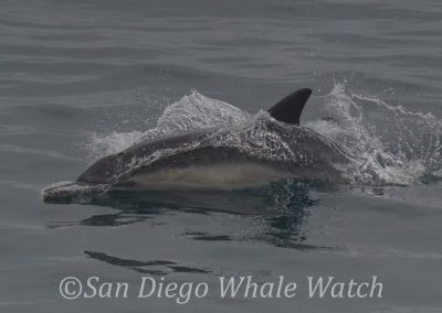 DSC 0819 1 | San Diego Whale Watch 9