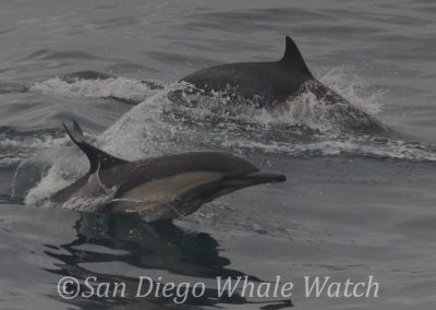 DSC 0831 1 | San Diego Whale Watch 11