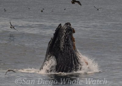 DSC 0836 2 | San Diego Whale Watch 13