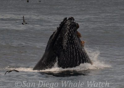 DSC 0837 1 | San Diego Whale Watch 15