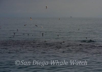 DSC 0838 1 | San Diego Whale Watch 13