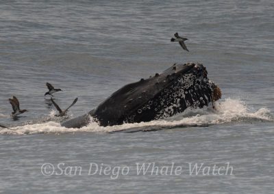 DSC 0839 1 | San Diego Whale Watch 17