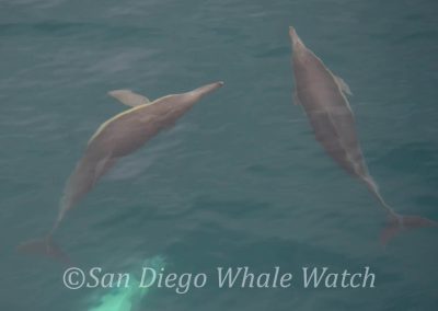 DSC 0851 2 | San Diego Whale Watch 15