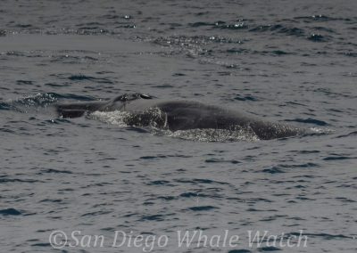 DSC 0866 1 | San Diego Whale Watch 17
