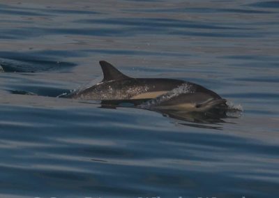 DSC 0889 1 | San Diego Whale Watch 25