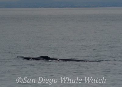 DSC 0900 1 | San Diego Whale Watch 17
