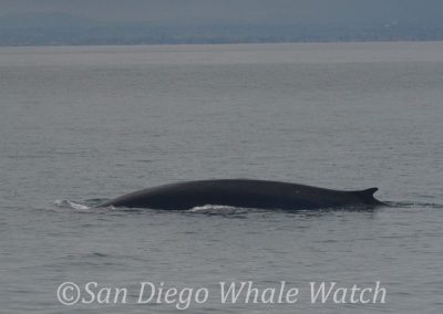 DSC 0909 1 | San Diego Whale Watch 19