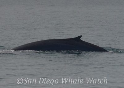 DSC 0913 1 | San Diego Whale Watch 21