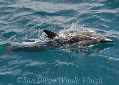 DSC 0927 1 | San Diego Whale Watch 19