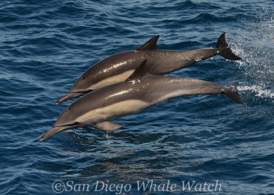 DSC 0941 1 | San Diego Whale Watch 19