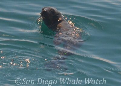 DSC 0963 2 | San Diego Whale Watch 23
