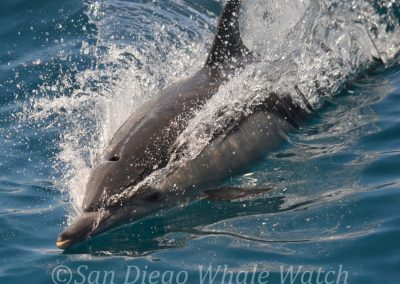 DSC 0964 1 | San Diego Whale Watch 21