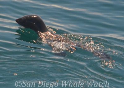 DSC 0967 1 | San Diego Whale Watch 25