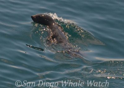 DSC 0972 1 | San Diego Whale Watch 27