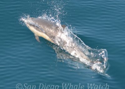 DSC 0996 1 | San Diego Whale Watch 27