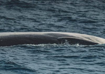 4 30 19 1 1 | San Diego Whale Watch 1
