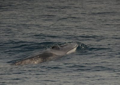 DSC 0870 1 | San Diego Whale Watch 7