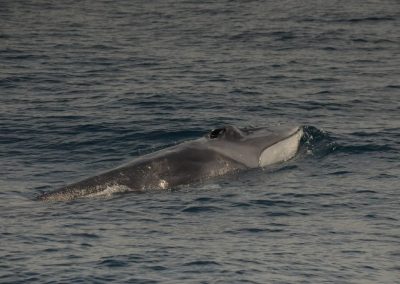 DSC 0871 1 | San Diego Whale Watch 9