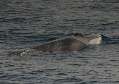 DSC 0872 1 | San Diego Whale Watch 11