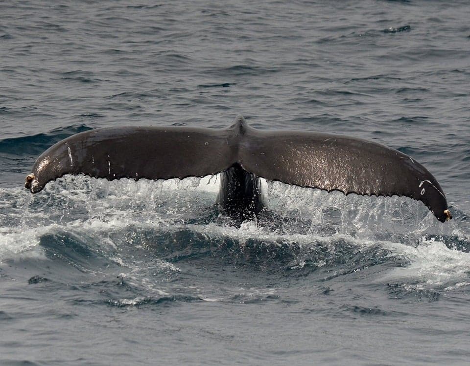 Humpback whale Dani 07152019 2