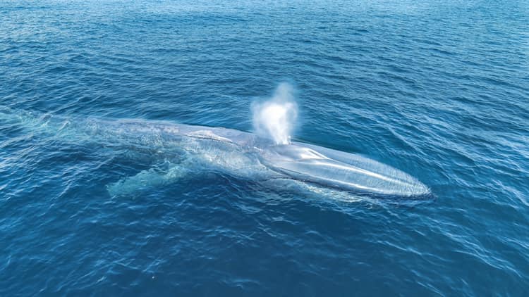 blue whale 7 9 1