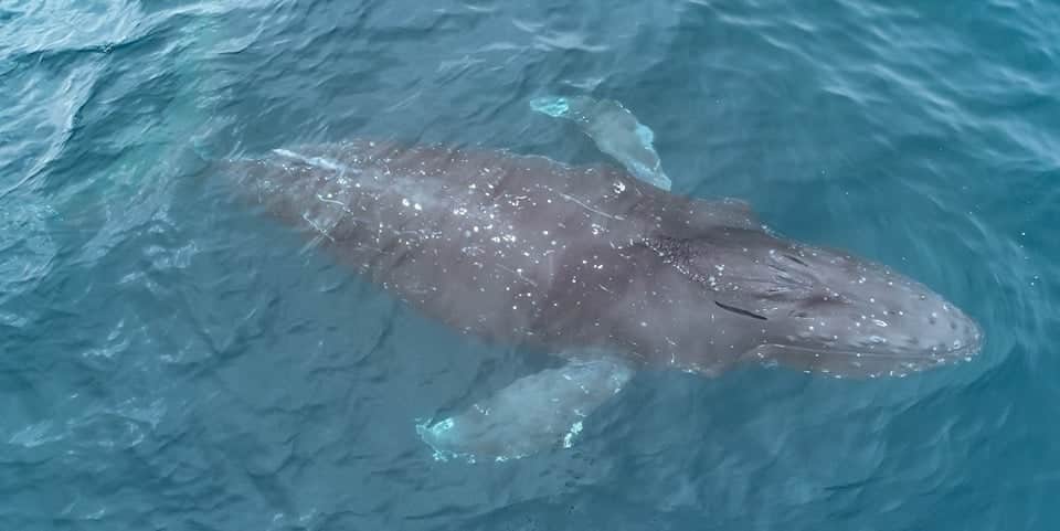 july 25 humpback 2 | San Diego Whale Watch 1