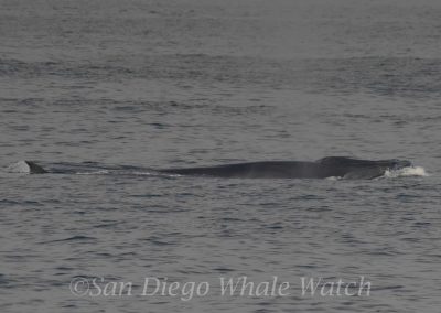 DSC 0014 1 scaled | San Diego Whale Watch 1