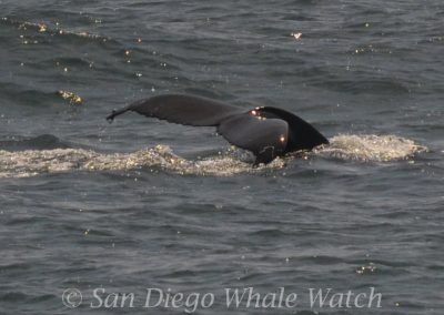 DSC 0024 1 | San Diego Whale Watch 1