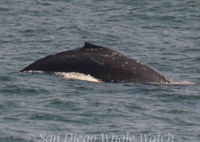 DSC 0035 1 | San Diego Whale Watch 3