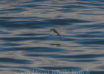 DSC 0065 1 | San Diego Whale Watch 3