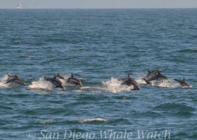 DSC 0123 1 | San Diego Whale Watch 7