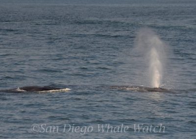 DSC 0142 1 scaled | San Diego Whale Watch 5