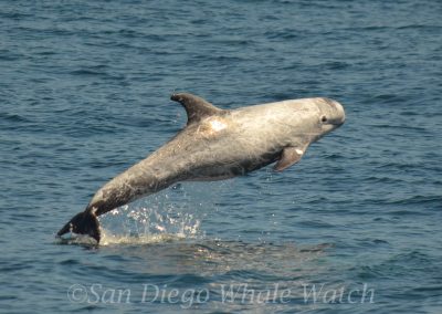 DSC 0294 1 | San Diego Whale Watch 7