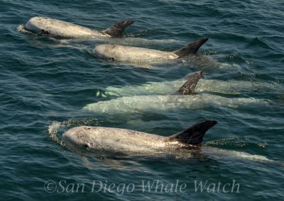 DSC 0353 1 scaled | San Diego Whale Watch 9