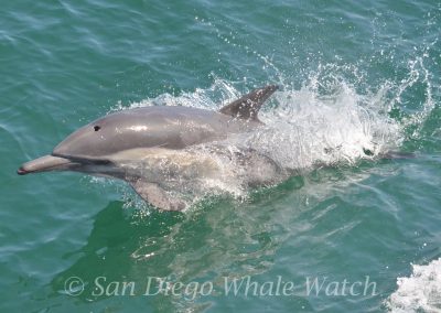 DSC 0376 1 | San Diego Whale Watch 1