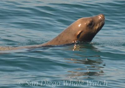 DSC 0402 1 | San Diego Whale Watch 3
