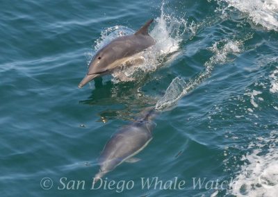 DSC 0483 1 | San Diego Whale Watch 5