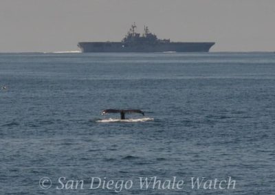DSC 0505 1 | San Diego Whale Watch 7