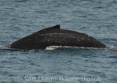 DSC 0544 1 | San Diego Whale Watch 9