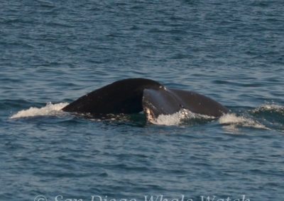 DSC 0614 1 | San Diego Whale Watch 11