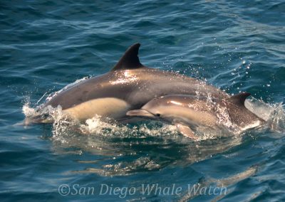 DSC 0675 1 scaled | San Diego Whale Watch 5