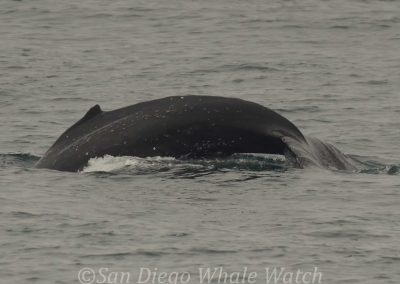 DSC 0694 1 | San Diego Whale Watch 1